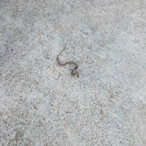 The guilty party: This was the snake that found its way onto Gemma's head. In the end he was more scared than Gem and scuttled off into the vegetation below our balcony.